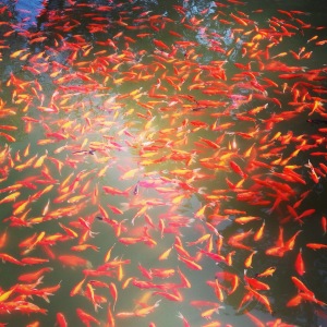 Hundreds of 'released' fish